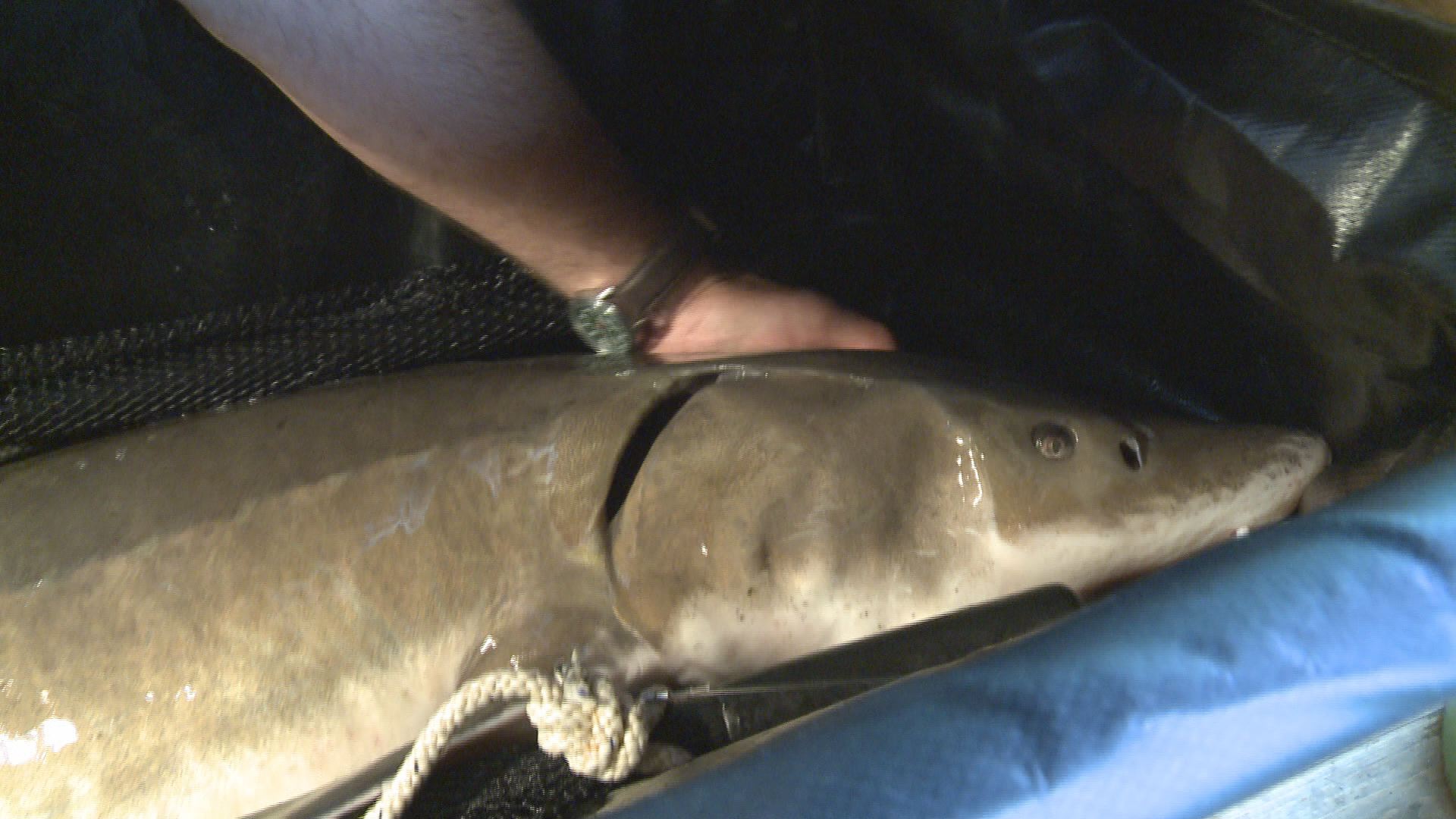 The Return Of The Sturgeon