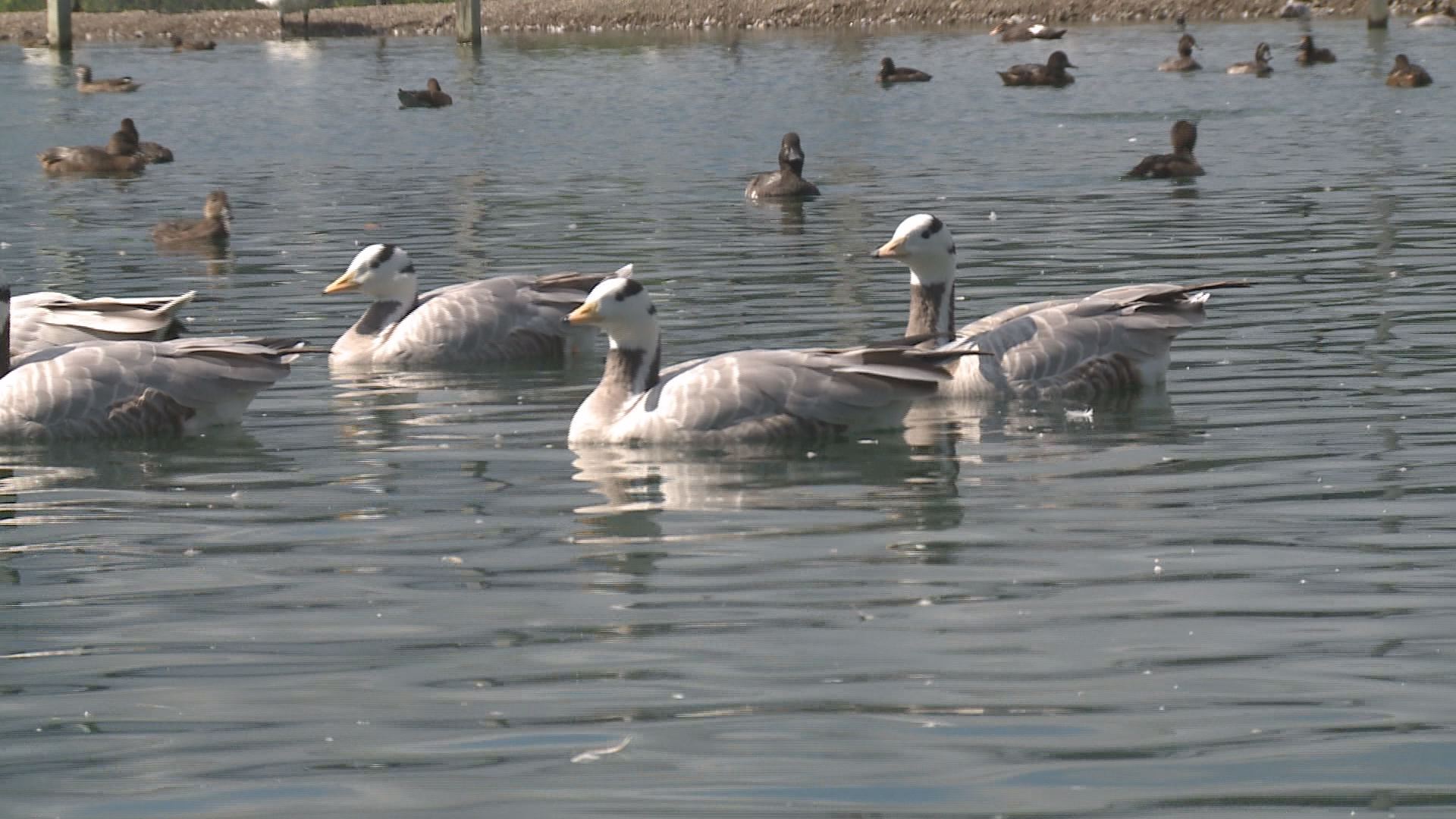 Warm Weather Birds In A Cold Climate | wgrz.com