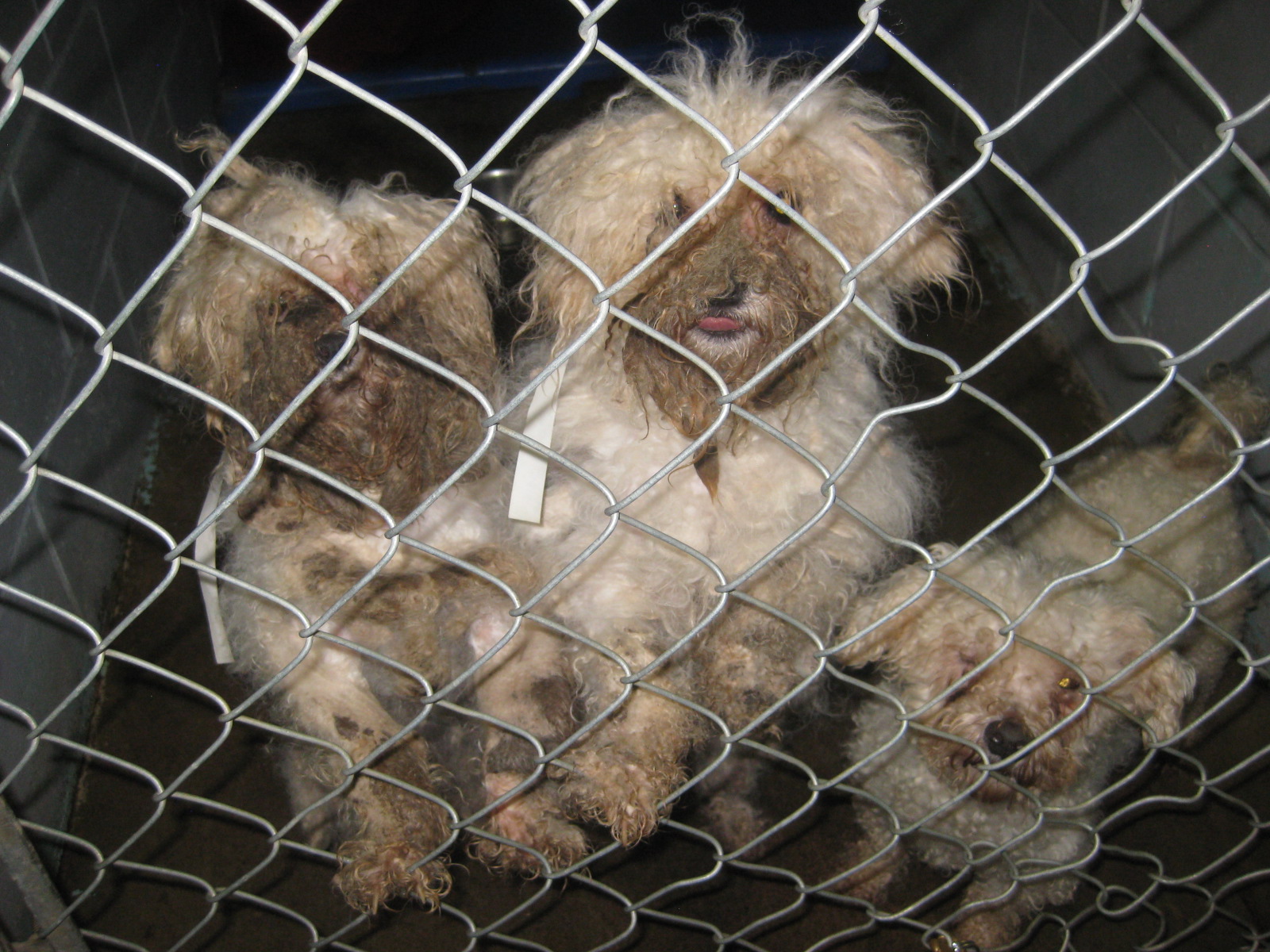Dozens of dogs rescued from deplorable conditions | wgrz.com
