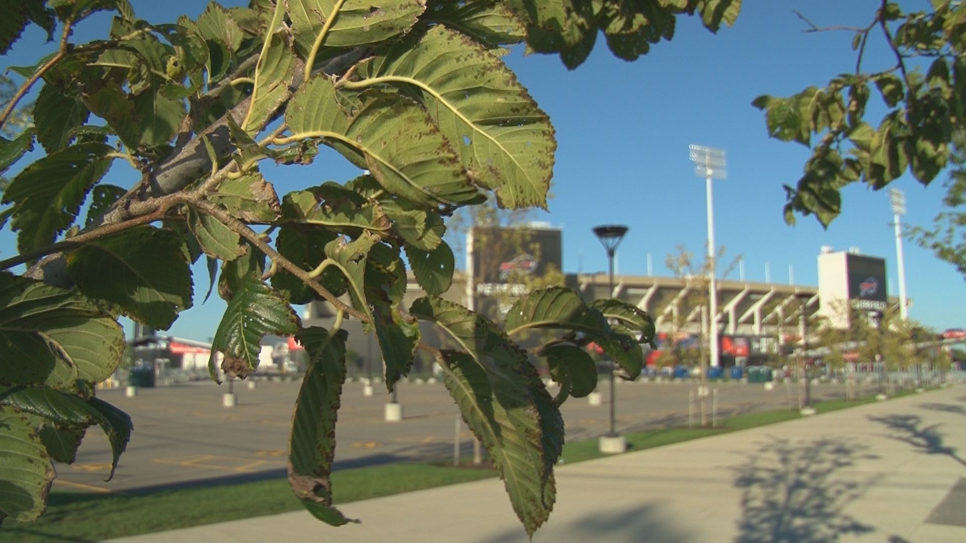 Dry, Warm Summer Affects Fall Foliage | wgrz.com