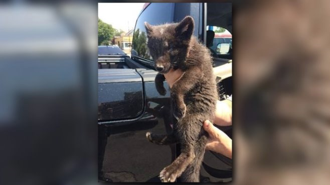 Woman Ticketed For Selling Arctic Fox Pup Wgrz Com
