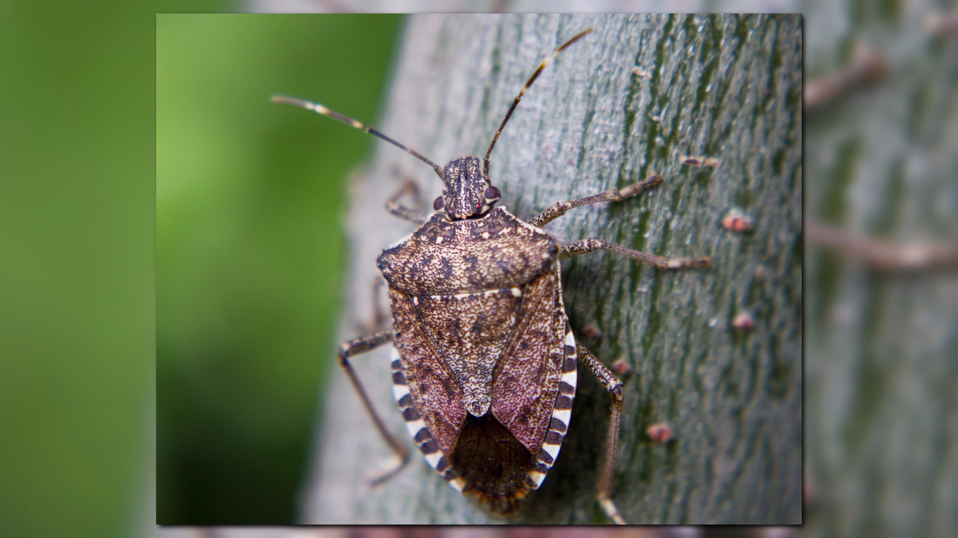 Stink Bugs Are Back 10 Things You Should Know Kvuecom